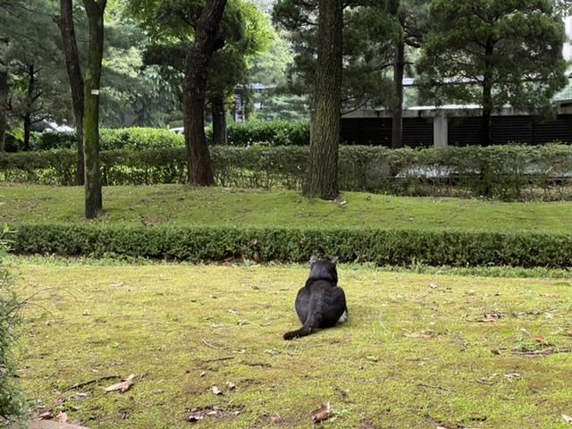 사진 용량이 왜 적어진 느낌이지 가만히 앉아서도 확대경으로 고양이를 볼 수 있다니 행복한 세상이야 지긋지긋한 은빛 창틀 너머의 노을을 누구만큼이
