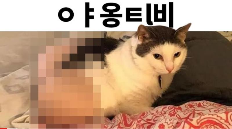 야옹ㅌlㅂi