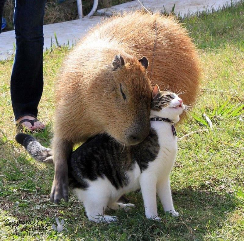 얘네야