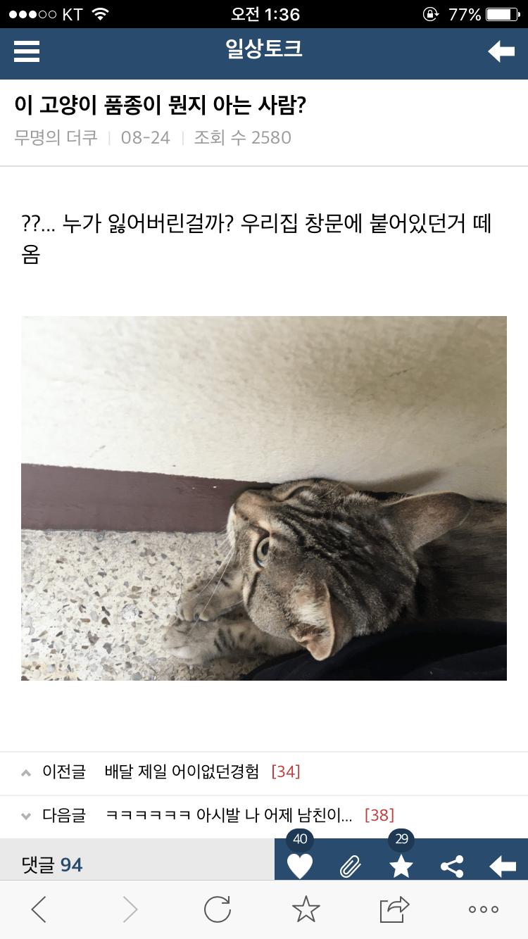 이 고양이 품종 뭔지 아는 사람