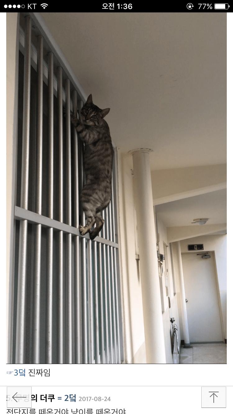 이 고양이 품종 뭔지 아는 사람