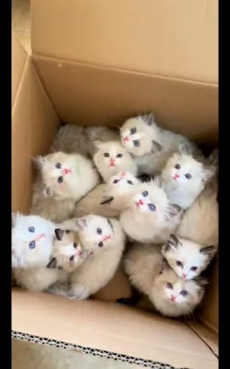 아깽쓰