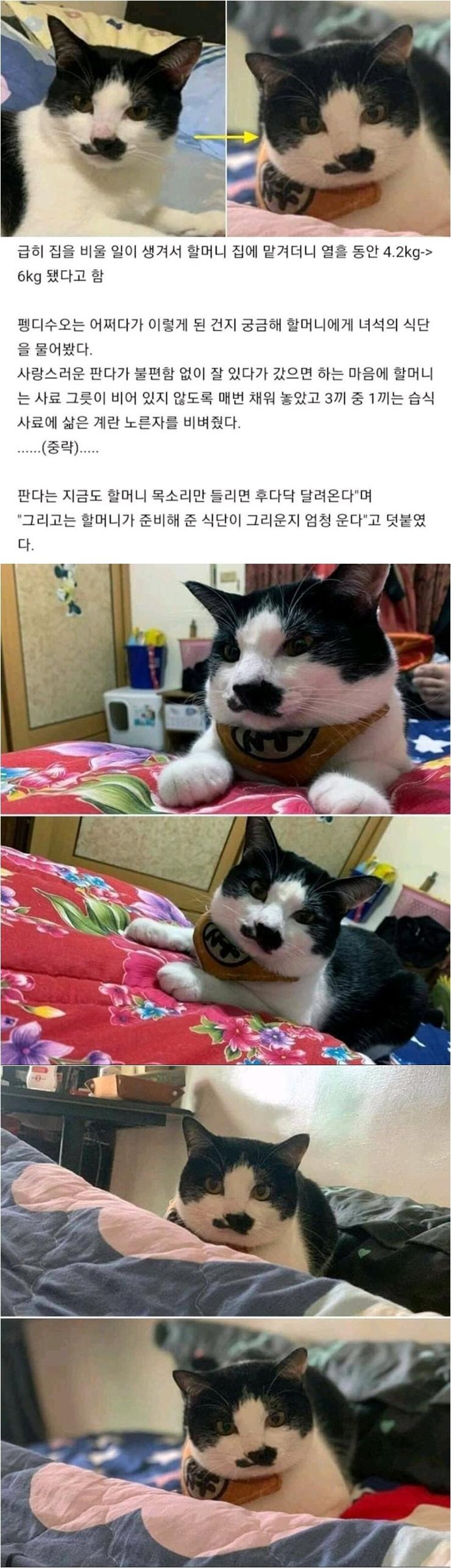할머니집에 맡겨진 괭이