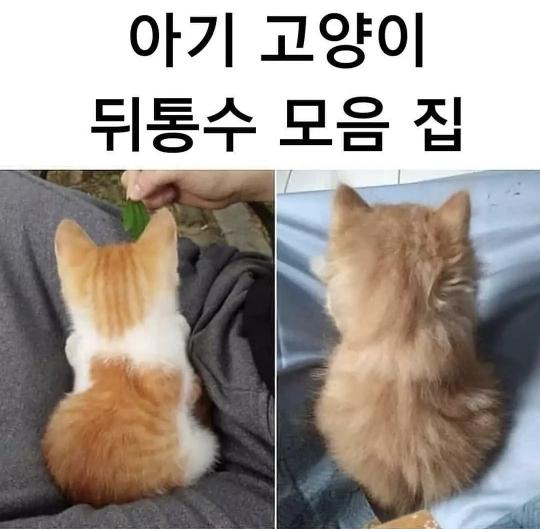 아깽쓰