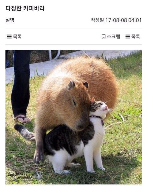 카비바라..