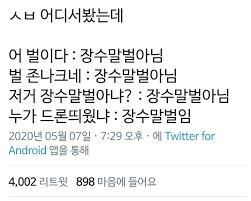 ㄹㅇ 장수말벌 맞아?(사진 장수말벌 사진 아님)