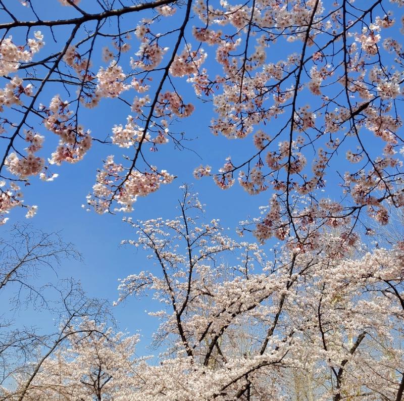 학교에서 벚꽃 구경 간 날!! 왜 벚꽃의 꽃말이 중간고사라잖아...^_^ 우리 학교도 마찬가지라서 한창 시험기간이었기 때문에 올해 벚꽃 구경은