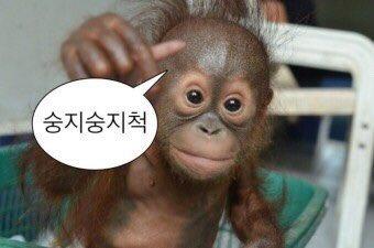 최근에 숭짤 주웠는데 바로 이 스레 생각났어 ㅋㅋㅋㅋㅋ