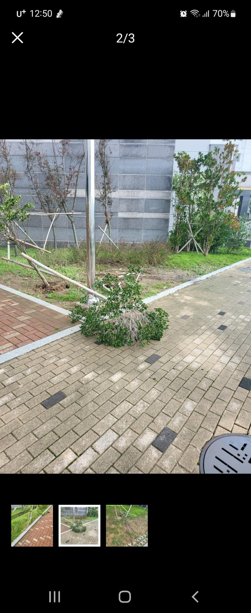 부산인데 우리 아파트 나무 심어놓은거 중에 몇그루 뽑히고 꺾어지고 난리였네
