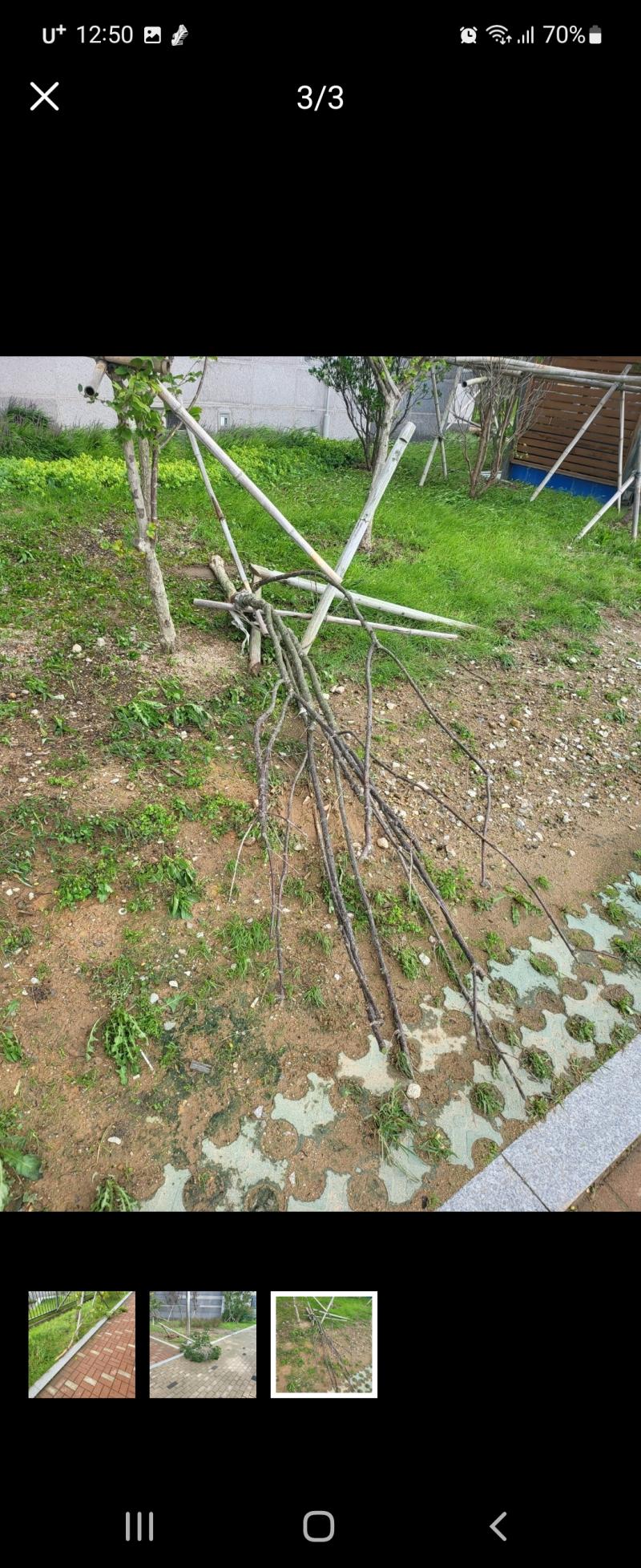 부산인데 우리 아파트 나무 심어놓은거 중에 몇그루 뽑히고 꺾어지고 난리였네