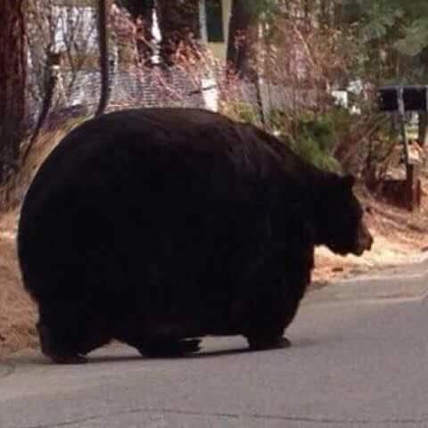 둥그란(?) 곰