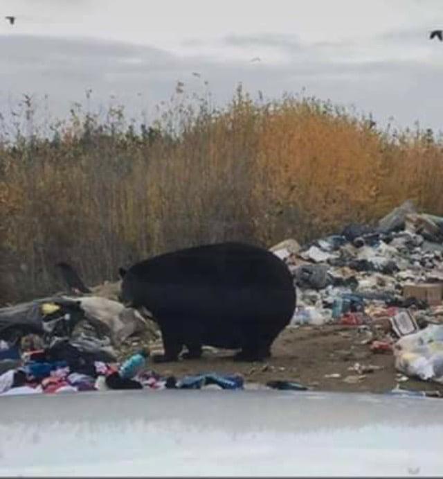 둥그란(?) 곰