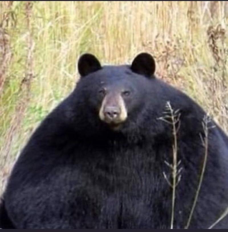 둥그란(?) 곰