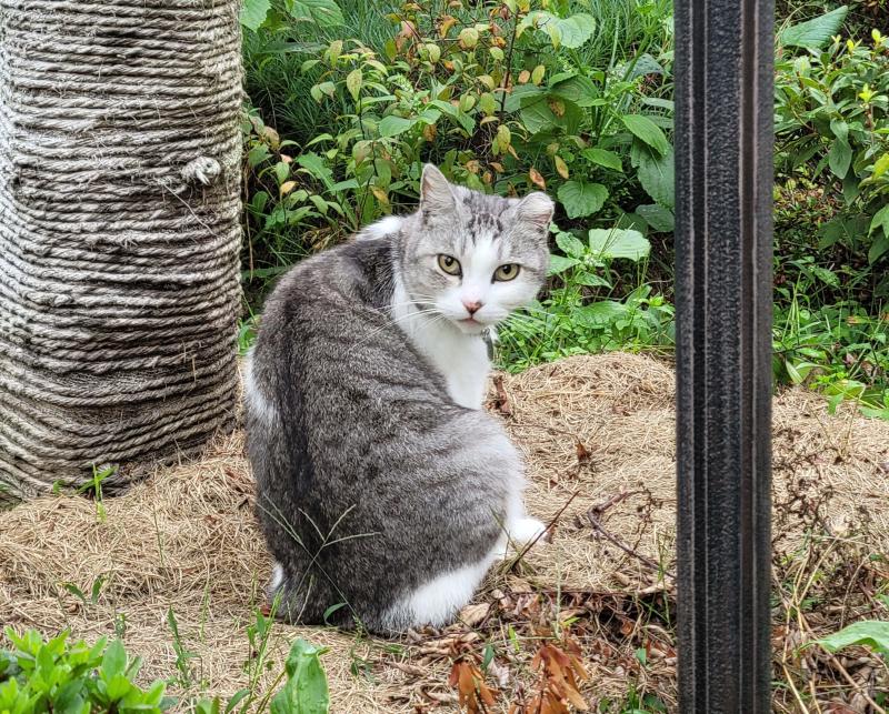 다른 고양이