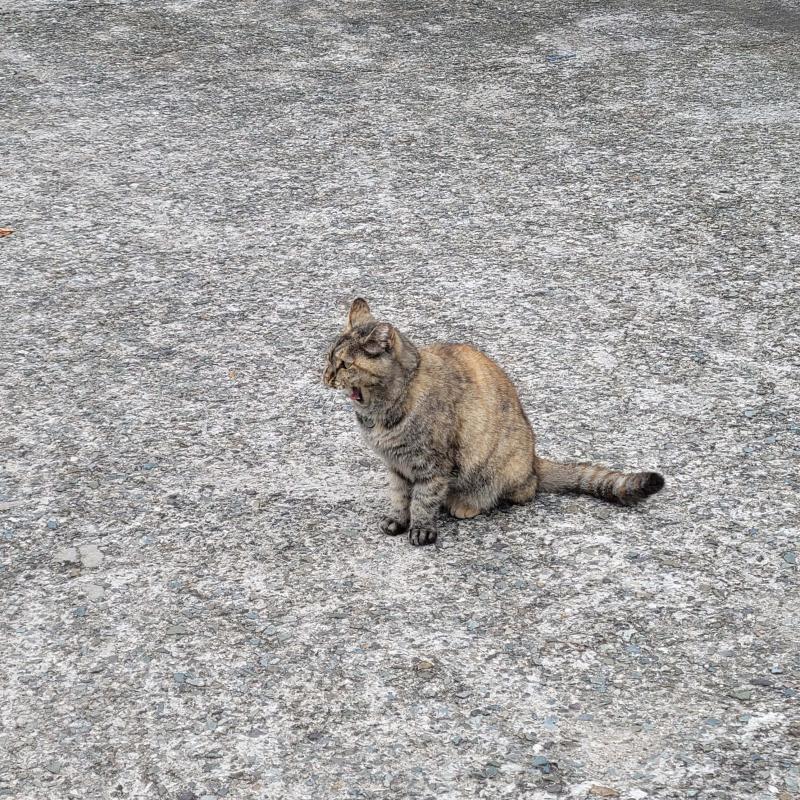 고양이