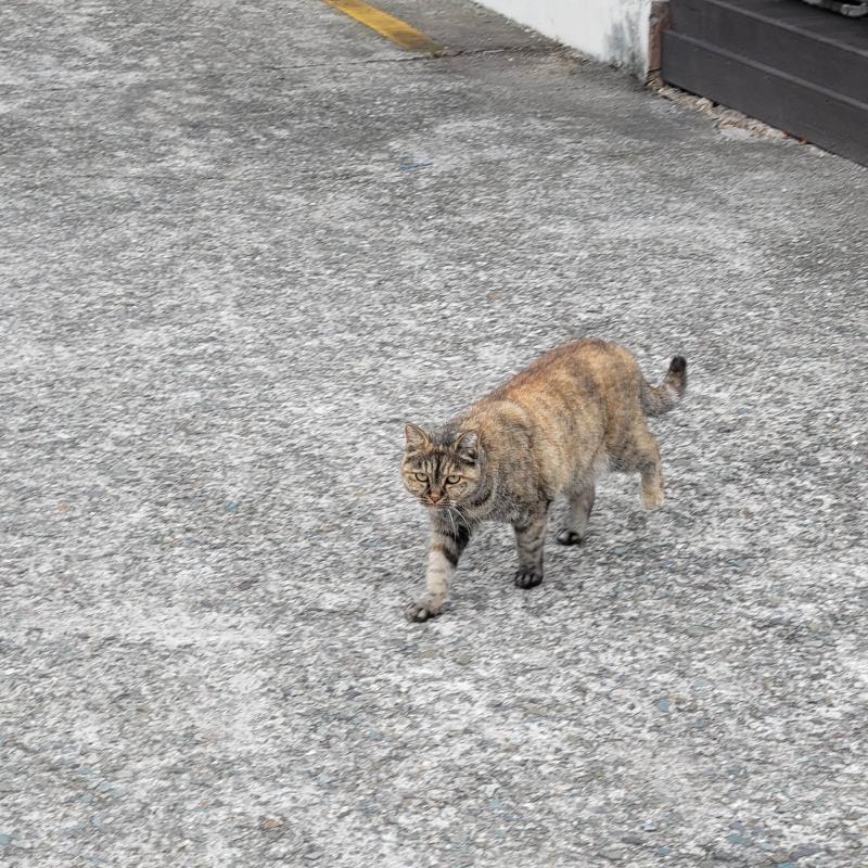 고양이