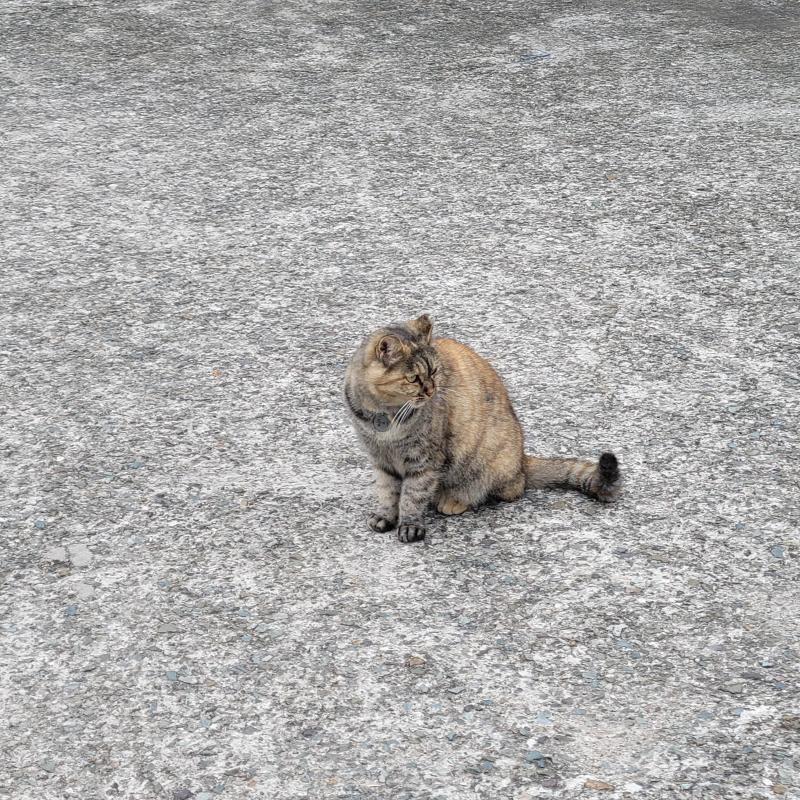 고양이