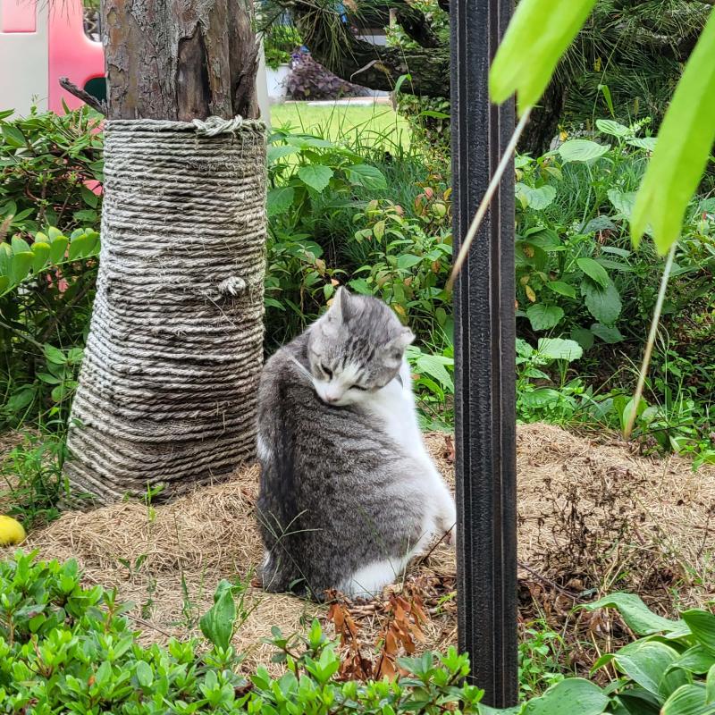 다른 고양이