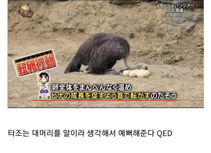 동물농장 스님과 타조 생각남 두번째 번역해보니 알 전체를 골고루 데워 병아리의 성장을 촉진하도록 목으로 굴린다. 개귀엽