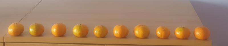 옷장 위에 귤 진열했당!! 나는 귤부자야 히히🍊