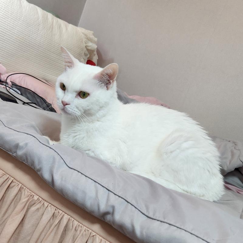 고양이 사진 더 올리고 싶은데 안 올라가네... 우리 없으니까 계속 운다고 방금 카톡왔어 ㅠㅠ 너무 기여워...