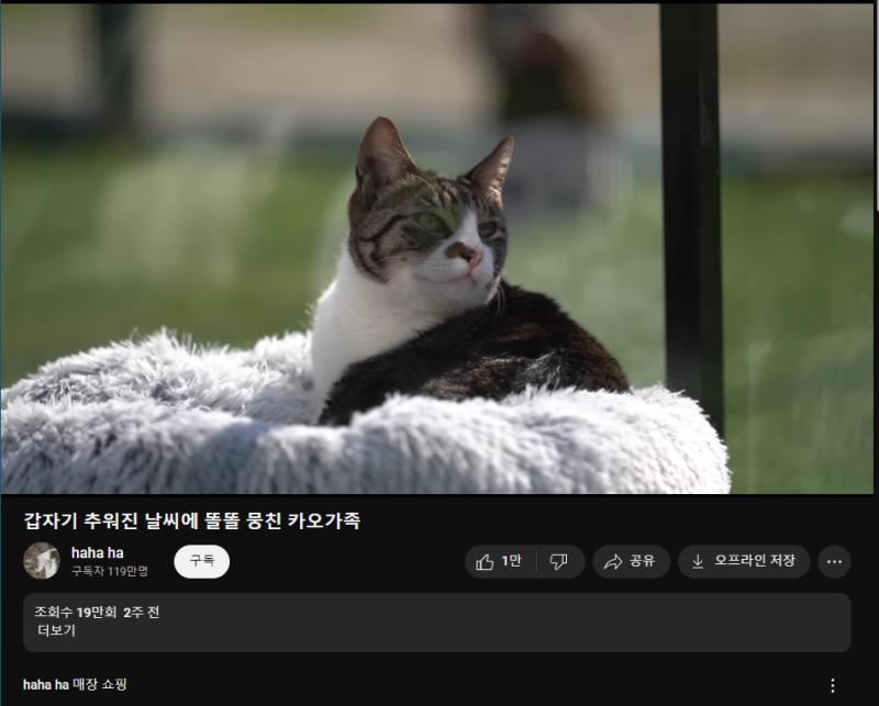 ui가 둥글둥글해서 그런지 크롬 느낌 남... 머여...(고양이 있음)