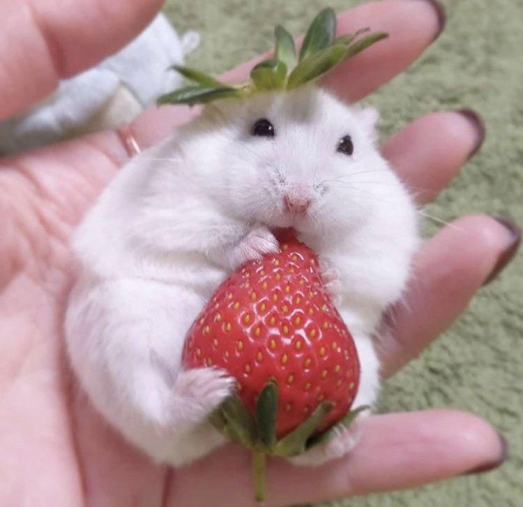 귀여운 햄찌 보고 힐링하자💕