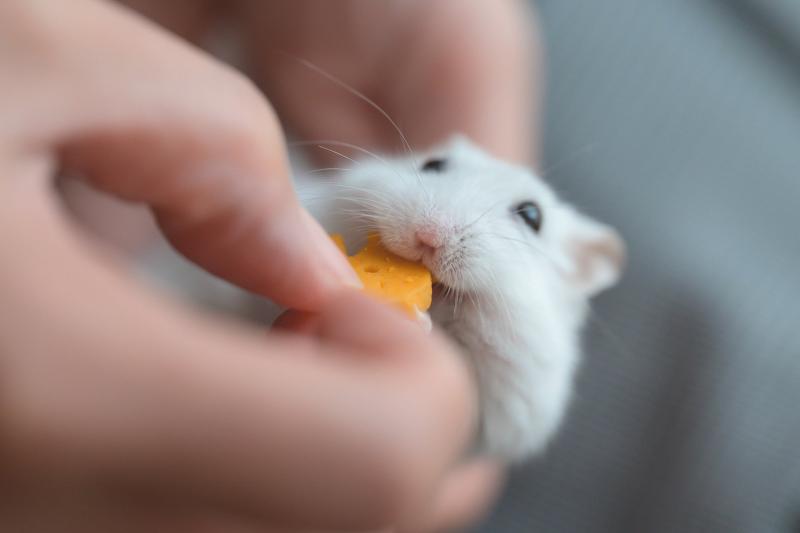 귀여운 햄찌 보고 힐링하자💕