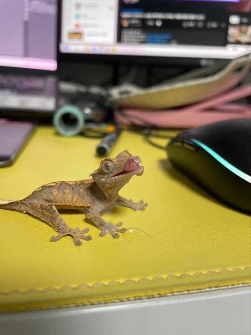 쟌