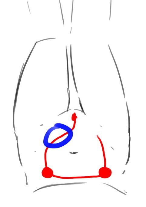 4. 이 모든 것을 하면서 똥꼬에 주기적으로 힘을 줘. 하나~ 둘! 할 때 힘 주고 세에엣... 하면서 힘을 빼. 이 때 누군가는 여기 쯤(그림