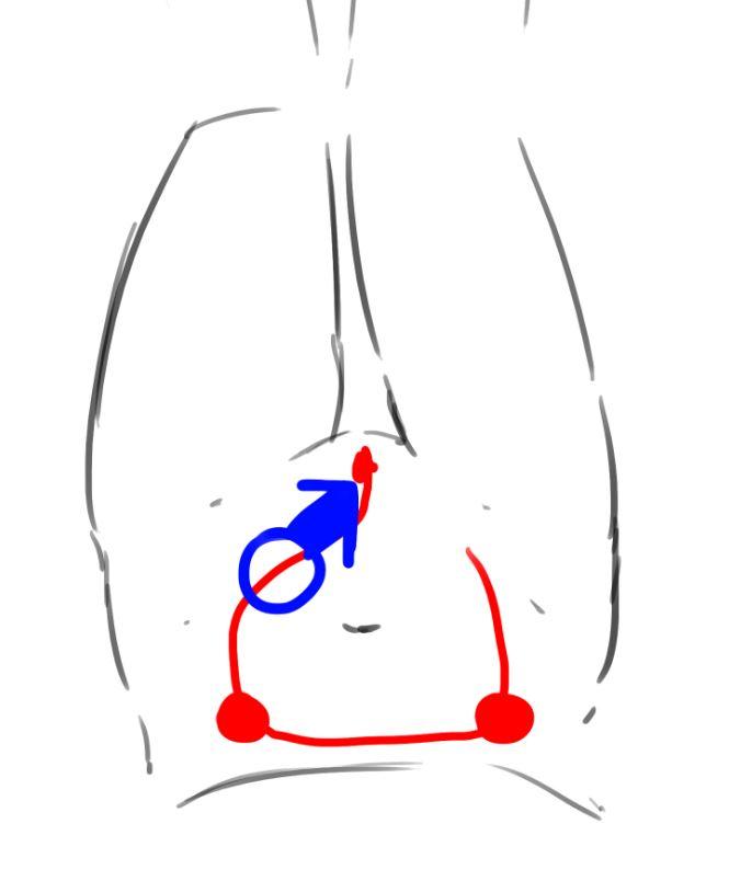 5. 그럼 우리가 해야할 것은 뭐다? 내려온 응가를 집중 공략한다! 압박, 이물감이 느껴지는 저 부분보다 살짝 위를 손으로 누른 상태에서 아래로