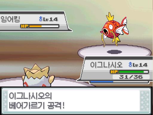 상대 잉어킹의 신속! 이그나시오의 베어가르기! 연가람은 무엇을 할까? >>864 싸운다: 더블니들20/거품광선20/신통력30/베어가르기19 가방