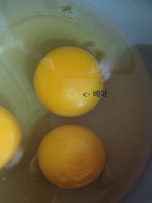 >>11 흰자 = 양수 노른자 = 영양분임 화살표 표시돼있는 하얀색 점이 배아로 병아리가 되는곳