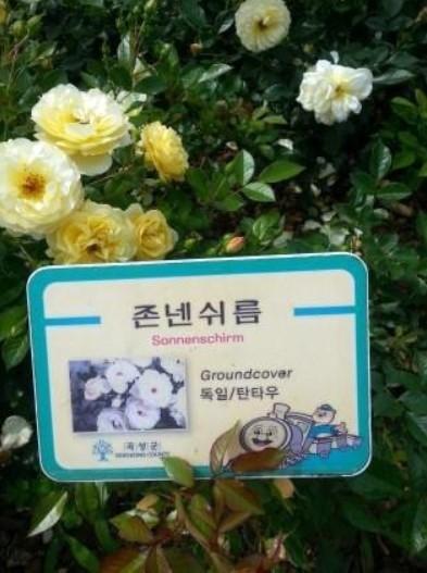 주름진 이상한 녹색 개구리 프사 존넨쉬름 그 개구리는 대체 뭔 죄를 지었길래 이상한 애들이 프사로 쓰는데다가, 여러 바리에이션으로 양산되냐