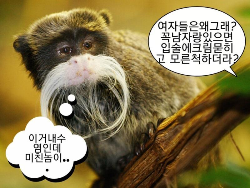 숭숭이들 돌아와...컴백...