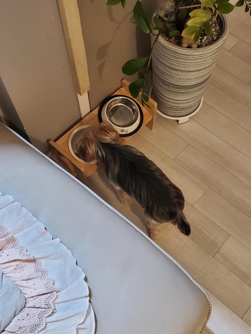 나 개밥은 잘만드는듯 우리집 강아지 편식쟁인데 내가 챙겨준 밥 왕잘먹어......얘가 이렇게 깨끗하게 비우는 거 처음봤어......