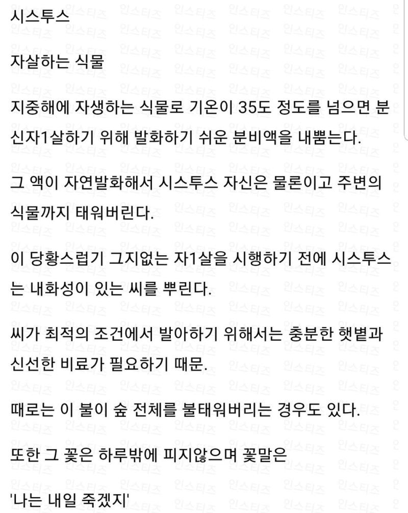 시스투스