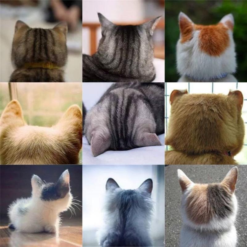 >>30 고양이 뒤통수 보고 기분 풀어