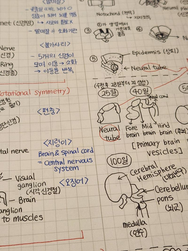 21학년도 2학기 뇌과학 수업 시험공부 한 건데 도대체 2년 사이에 내 글씨체에 무슨 일이 생긴 거지? 난 때려 죽여도 저렇게 못 쓰겠음 이제