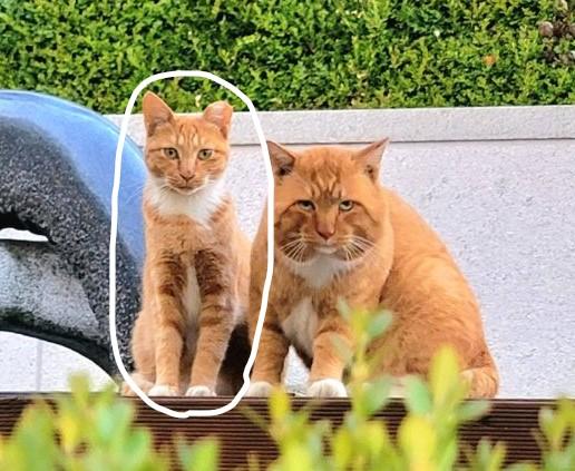 흰 동그라미 친 고양이