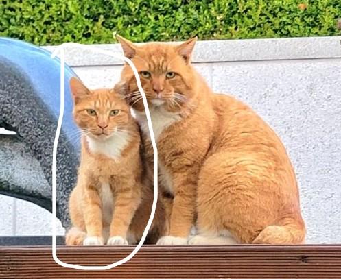 흰 동그라미 친 고양이 1