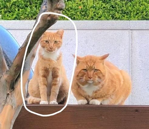 흰 동그라미 친 고양이 11