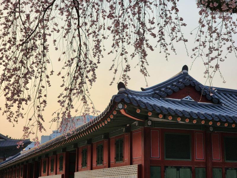 안녕 나 갤22울트라. 사진 겁나 잘 찍혀. 내가 찍은거 올릴게. 특히 이번 23 울트라는 망원카메라 존잘이라고 하더라. 잊지마 일반 사진은 인