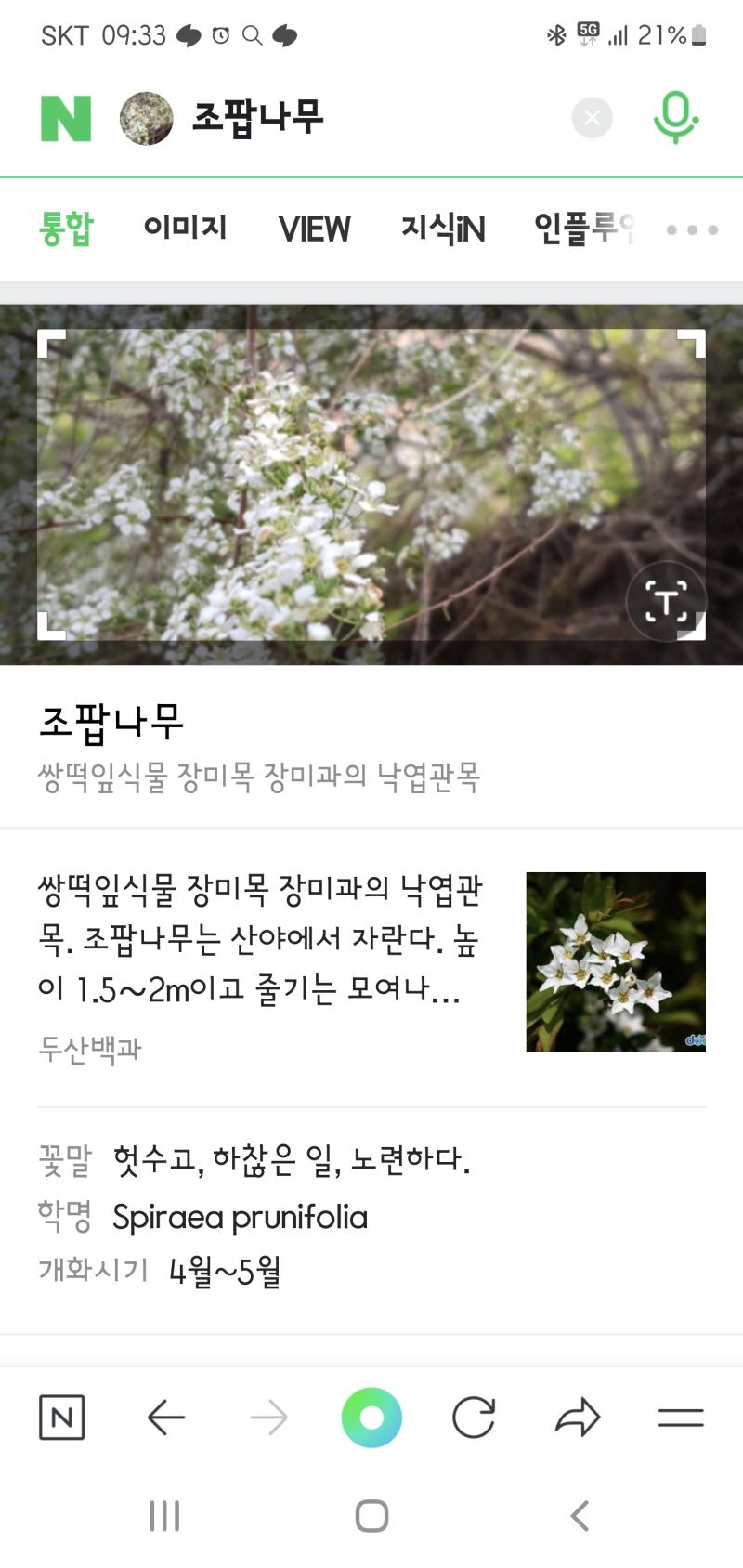 산책하다 발견한 식물 이름이 골때린다. 꽃말까지 골때림.