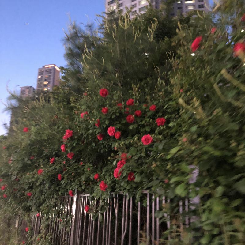 언젠가의 장미