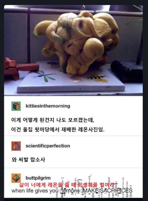 울집 뒷마당에서 재배한 레몬이야!
