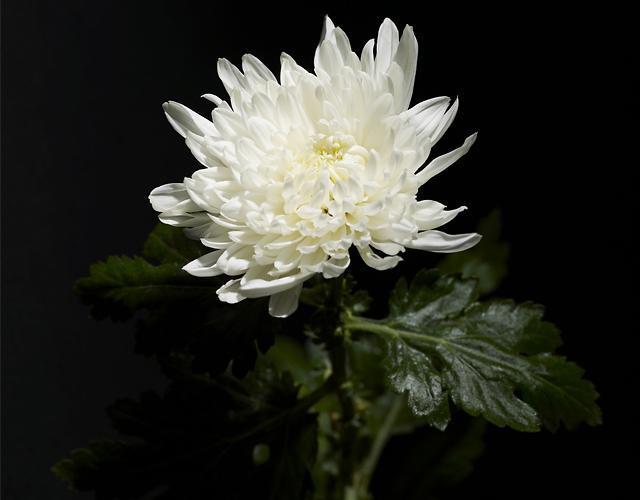 >>20 체크. 다음 사진을 보고 떠오르는 것을 각각 적고 0,7 다이스식을 적어줘
