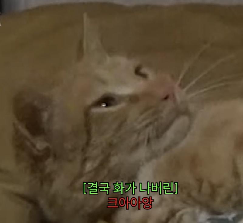 >>798 고양이 볼까... 나 얘 귀여워 잠깐만