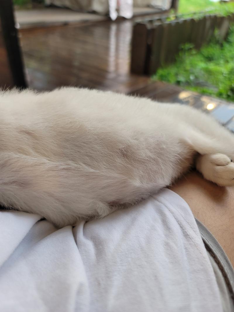 다시 올라와서 이러고 누움 지나가는 사람마다 내 고양이냐 물어보심 배 만져도 가만히 있음