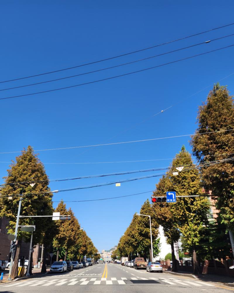 안녕 가을 하늘. 나뭇잎도 점점 색이 바뀌고 있어. 진짜 춥다 결국 가을용 바람막이 입을 거 없어서 그냥 긴팔에 기모 후드집업... 최저 10도